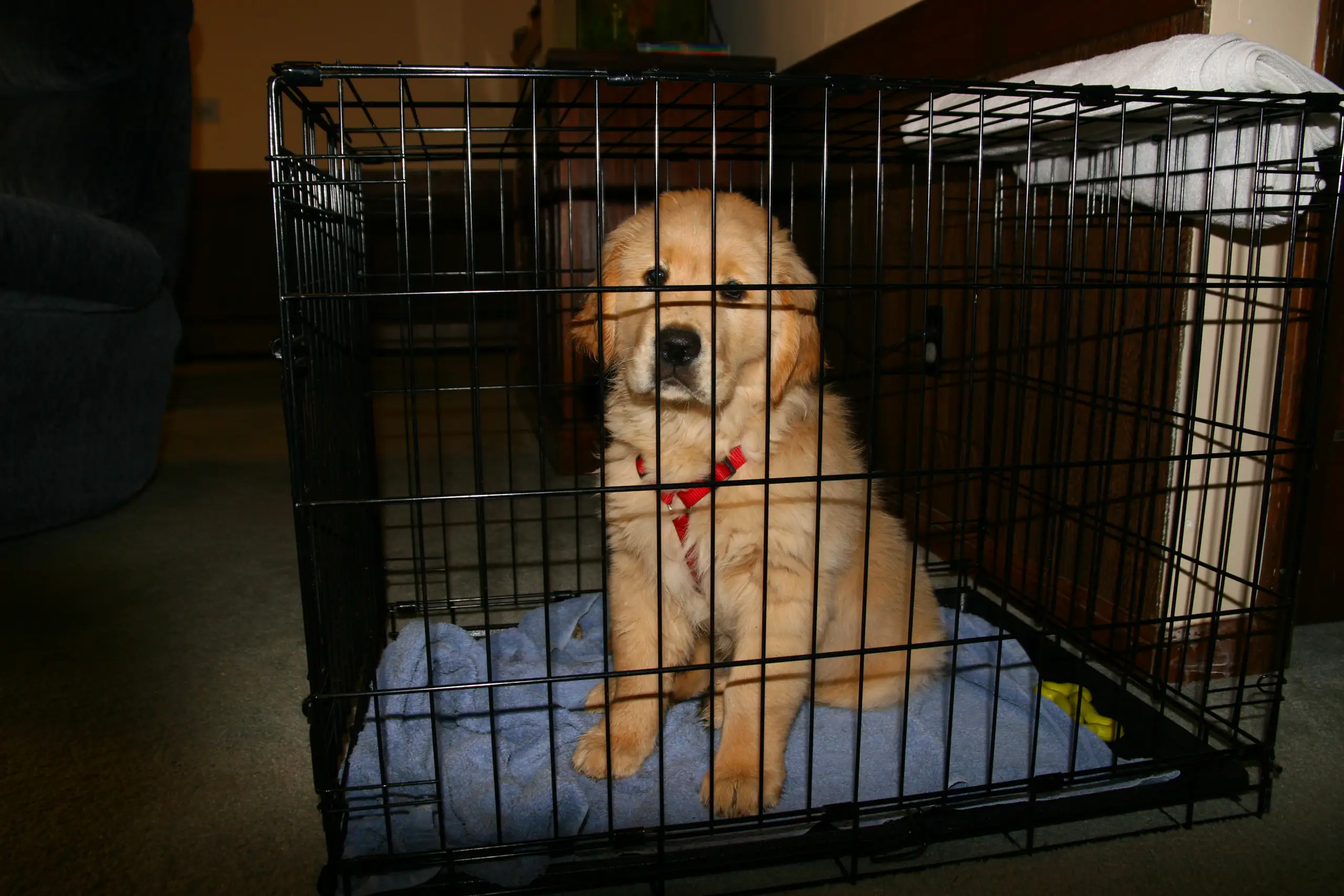 A Golden Retriever puppy relaxing calmly inside an open wire crate with a soft blanket and a chew toy in a cozy indoor setting