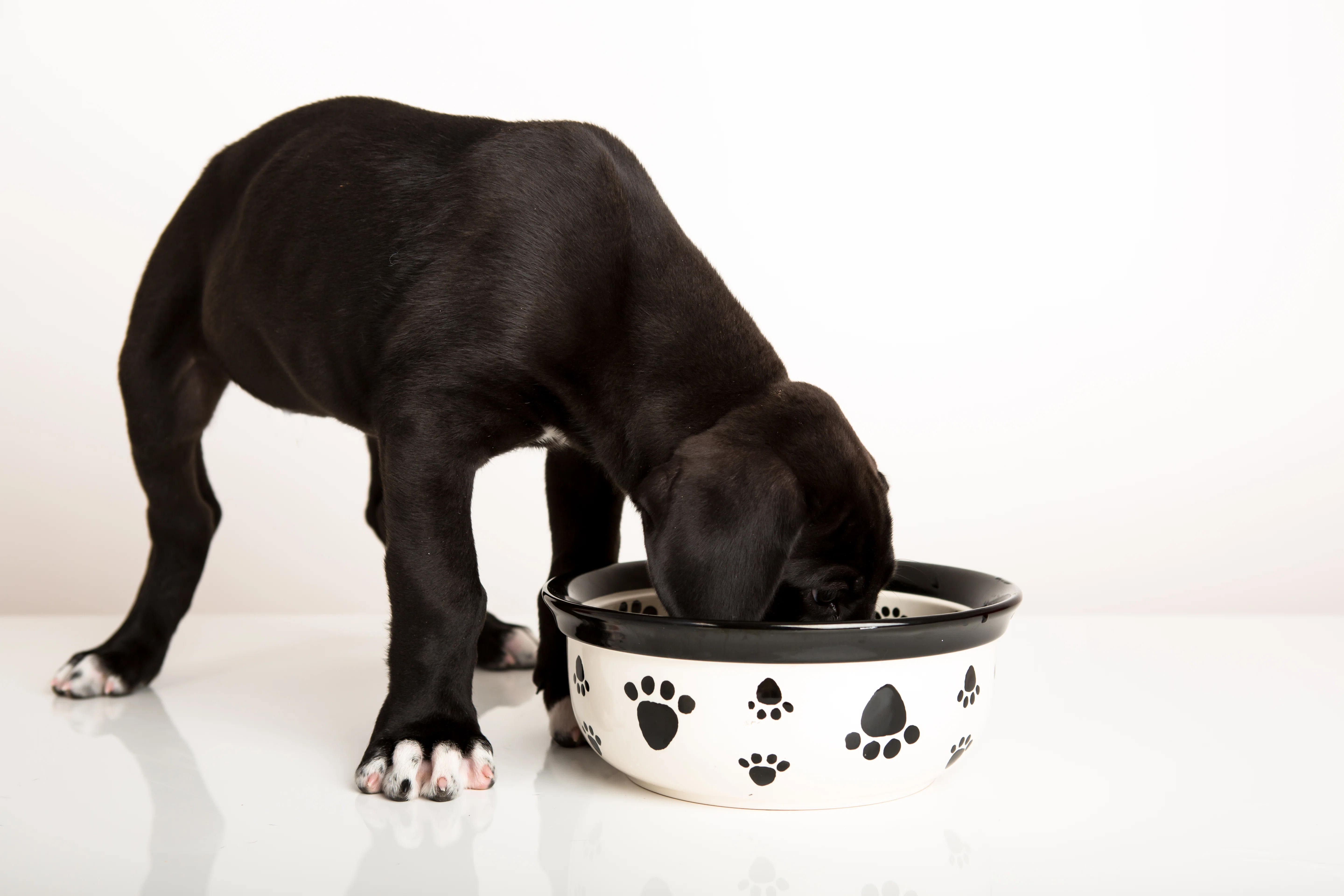 A Great Dane puppy standing near a large food bowl in a home kitchen, looking up toward the camera