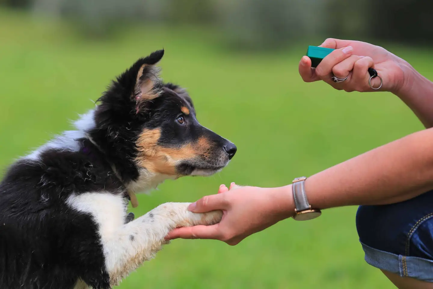 A bright-eyed Border Collie puppy looking up attentively at an owner holding a clicker near their chest in a backyard training session