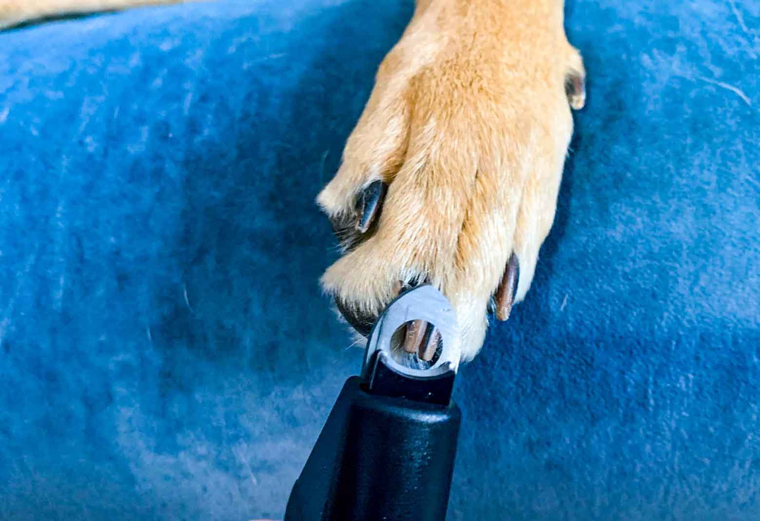 How to Safely Trim Your Puppy’s Nails
