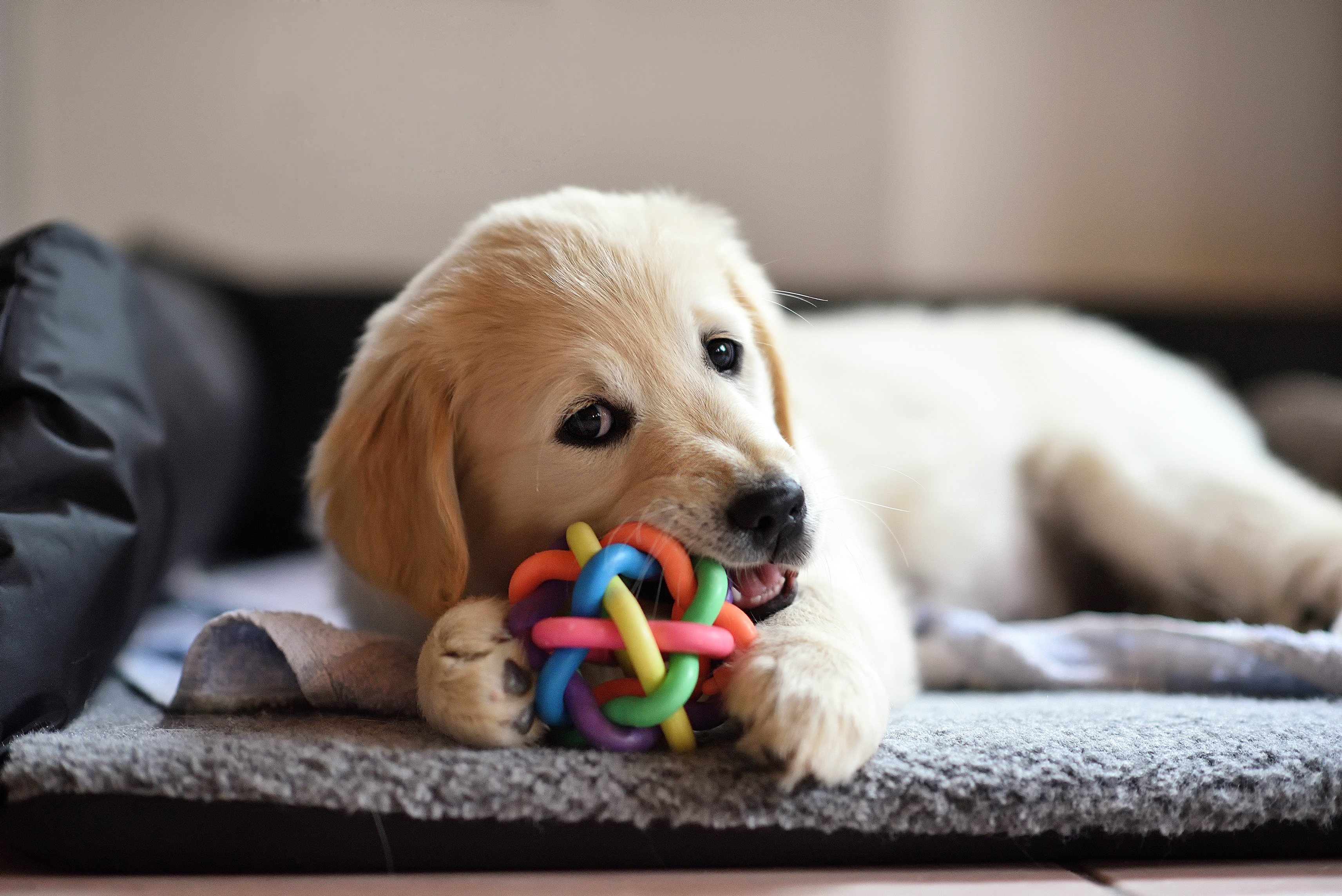 A golden retriever puppy chewing a braided rope toy on a hardwood floor while a chew basket sits nearby