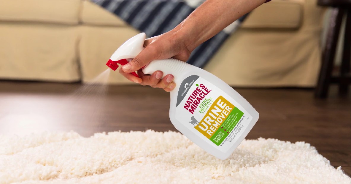 A hand holding a spray bottle of enzymatic pet cleaner aimed at a small damp spot on a beige carpet