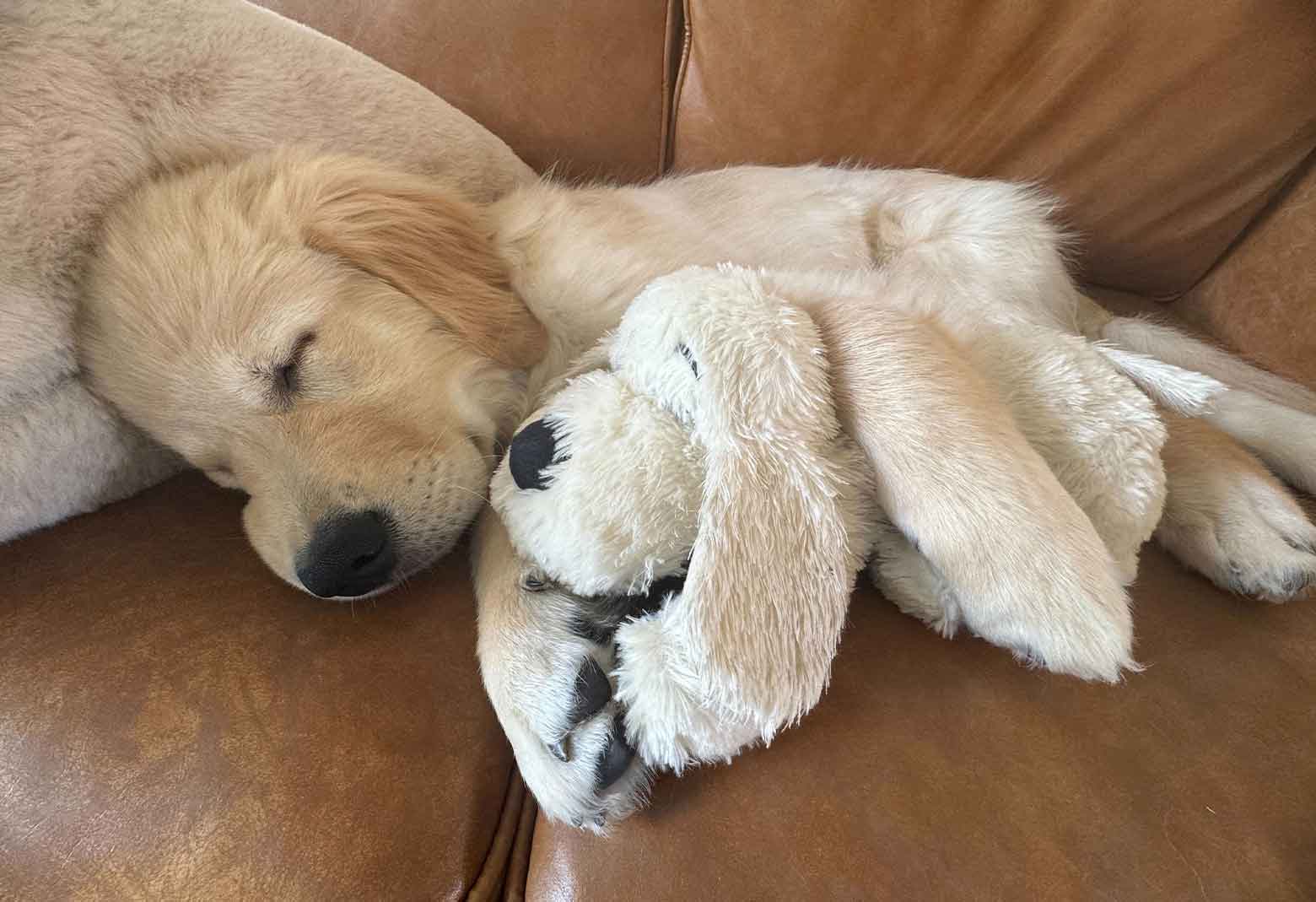 A medium-sized puppy sleeping on its side on a couch cushion with a toy nearby in a calm home setting