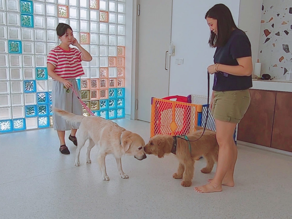 A person standing sideways and offering a treat to a puppy sitting calmly near the front door with a leash attached