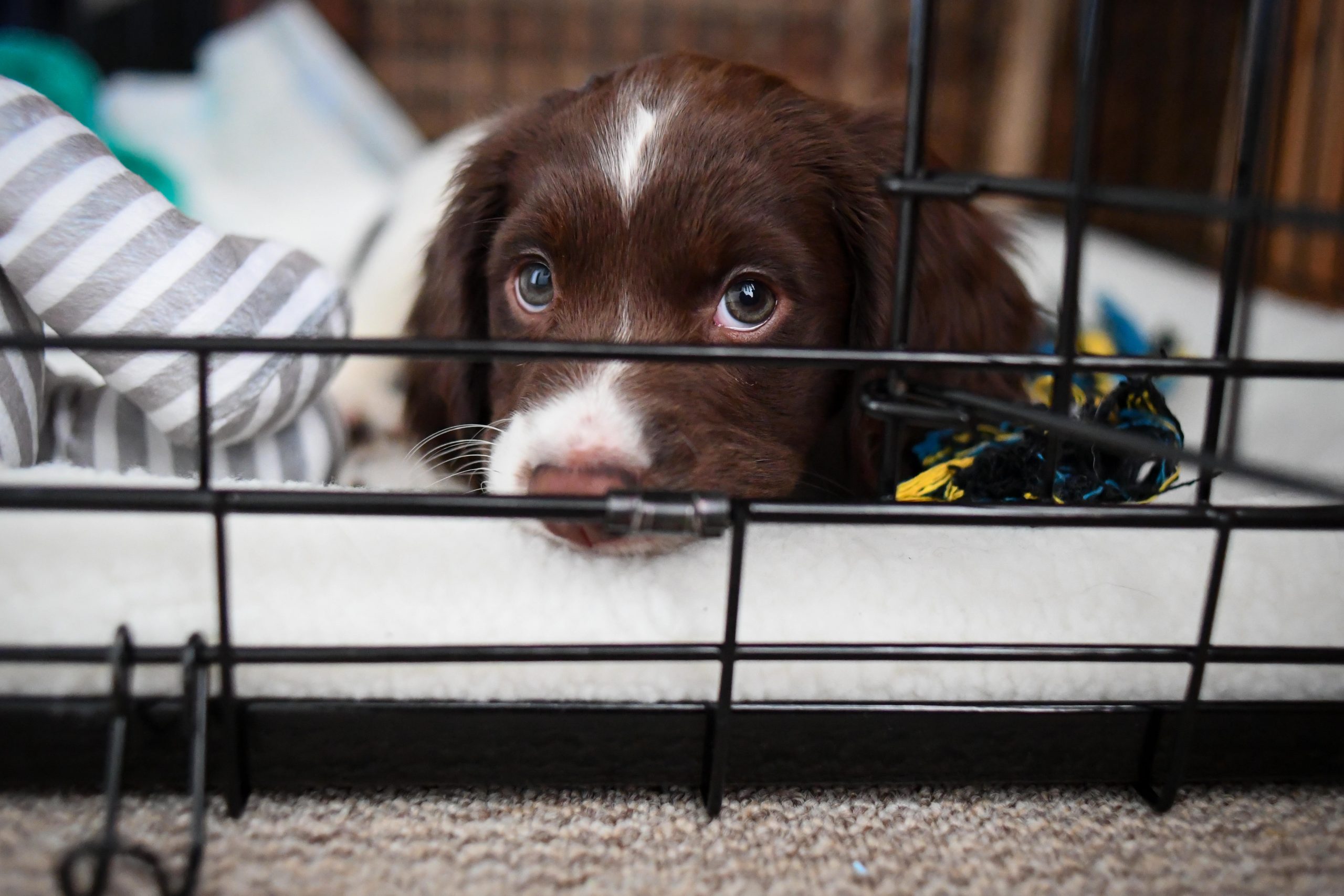 A puppy lying calmly inside a crate while licking a stuffed rubber food toy, with the crate door closed and a person sitting nearby on the floor