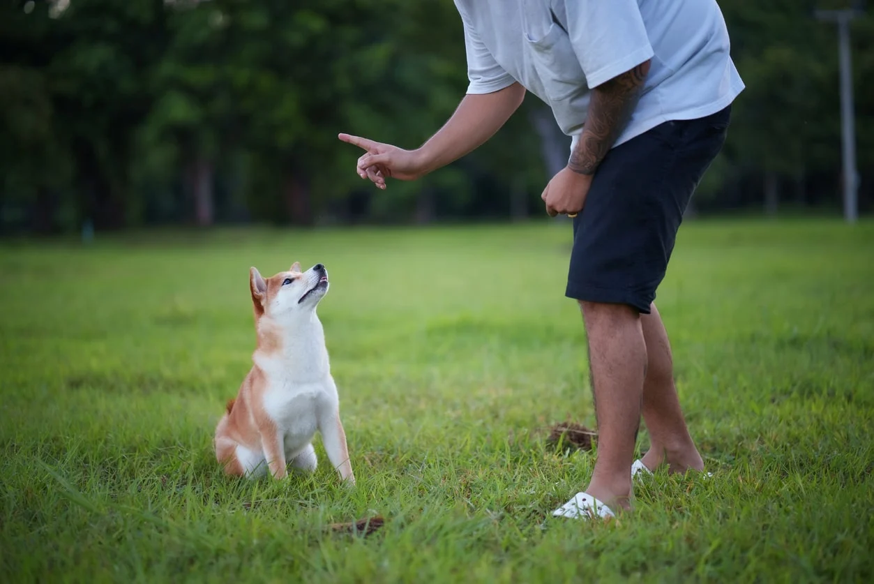 A puppy sitting on a leash in a backyard while an owner holds a flat palm hand signal for stay, focused and calm moment