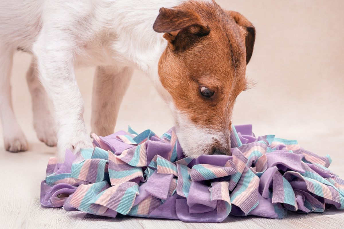 A puppy sniffing and eating kibble from a fleece snuffle mat on a hardwood floor