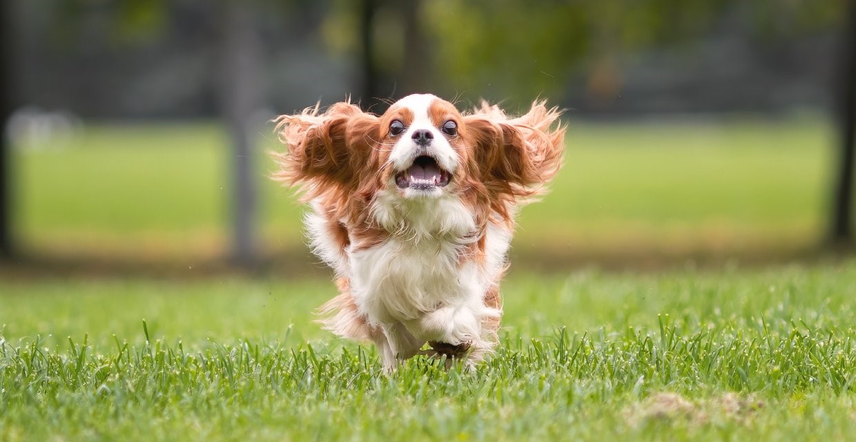 A puppy trotting happily toward an owner in a hallway while the owner crouches with open arms and a treat, bright indoor scene