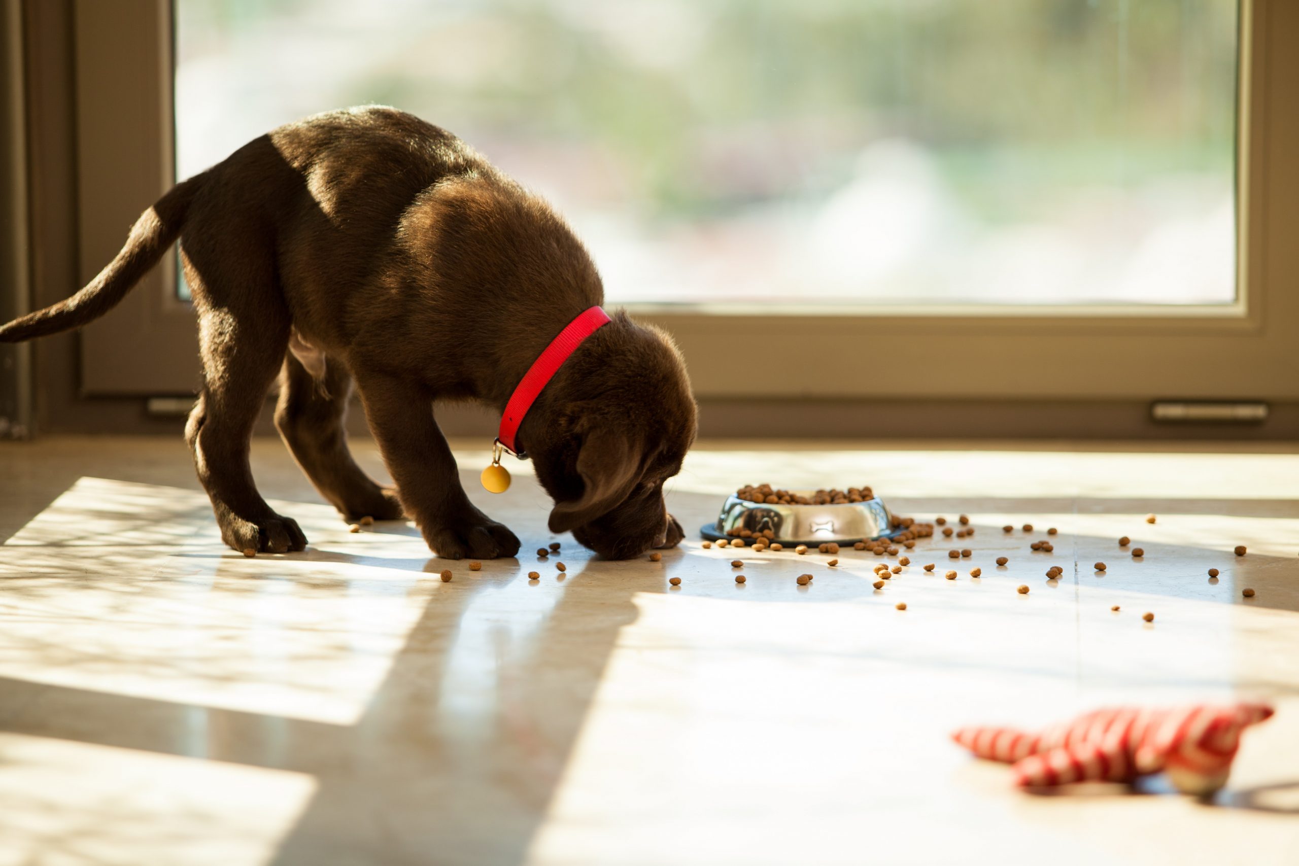 Prevent Food Aggression in Puppies