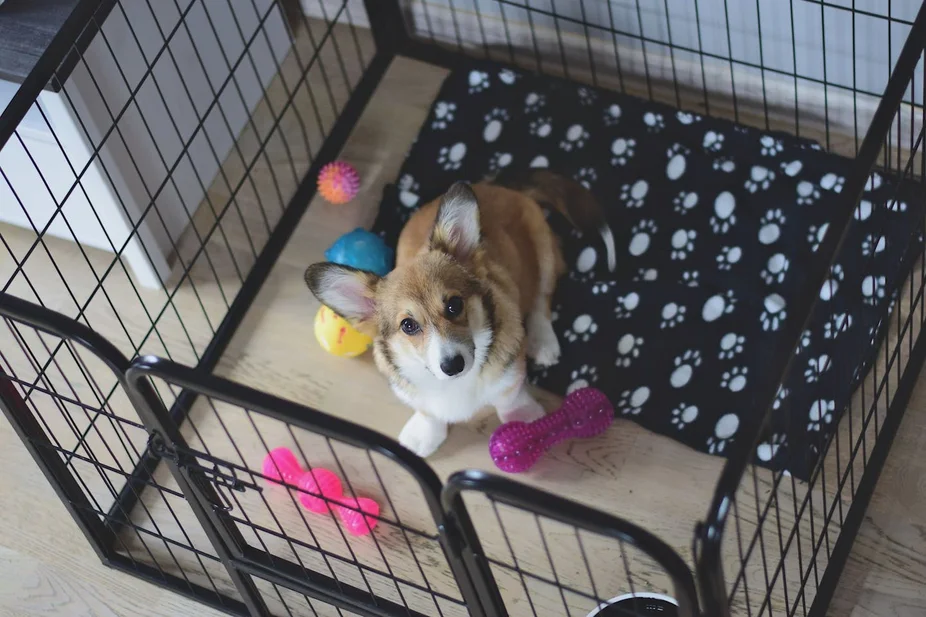 A sleepy puppy settling into a wire crate with a soft blanket in a dimly lit bedroom at night, looking calm and ready to sleep