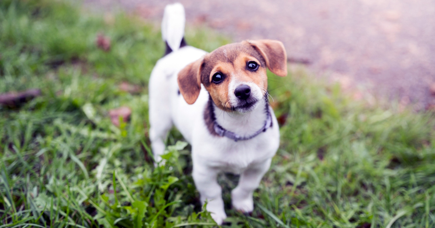 Daily Puppy Potty Schedule by Age (8 to 16 Weeks)