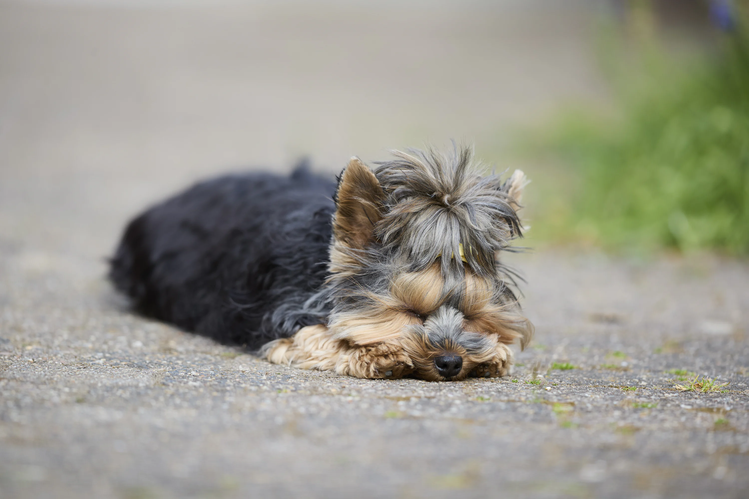 A small Yorkshire Terrier puppy resting on a soft blanket at home, relaxed and alert