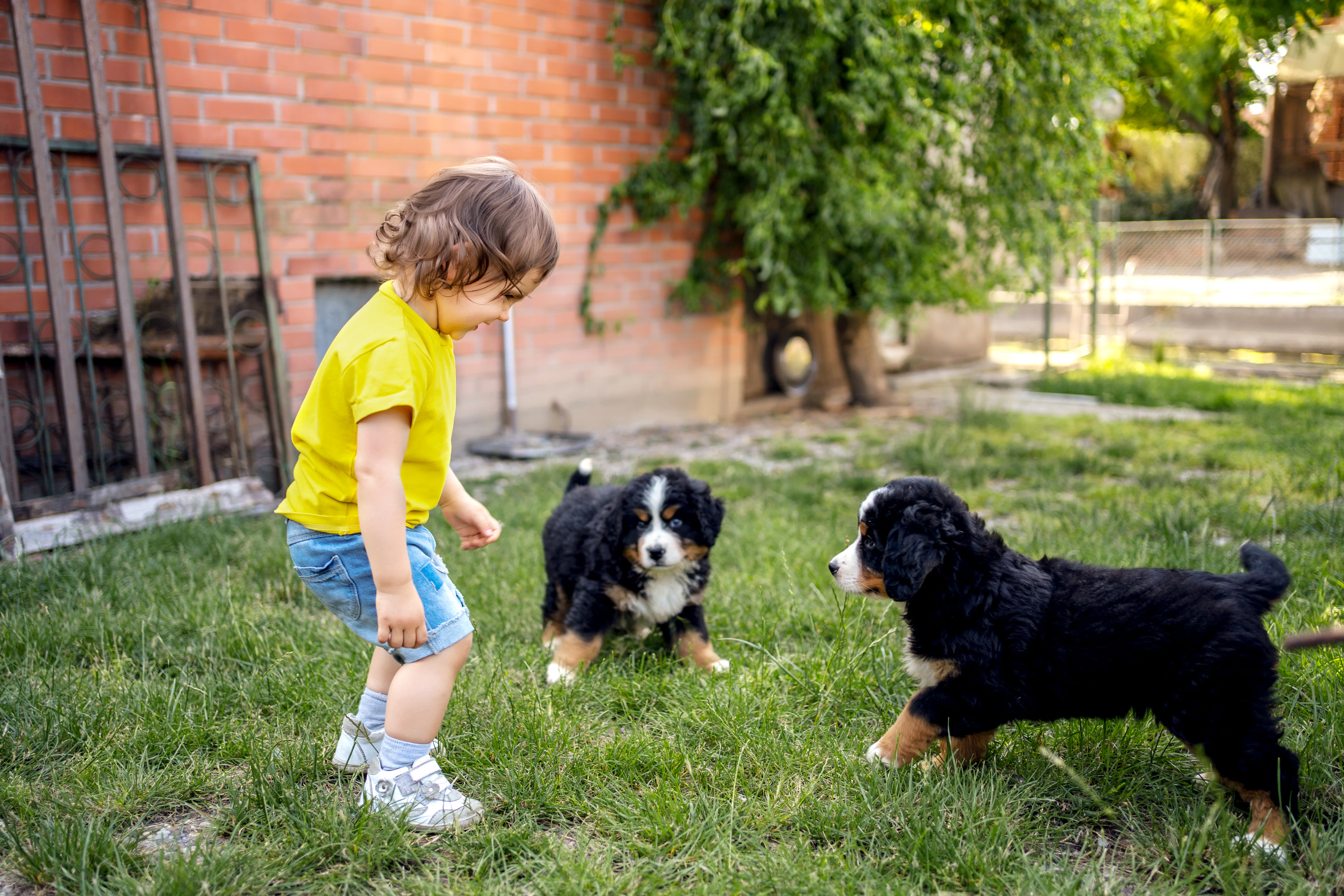 A small mixed-breed puppy gently sniffing a child’s outstretched hand in a fenced backyard while an adult supervises