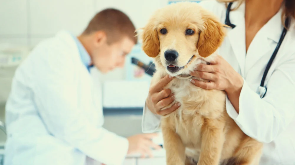 A small mixed-breed puppy in a soft-sided carrier with a leash and a small bag of treats beside it in a veterinary clinic waiting room