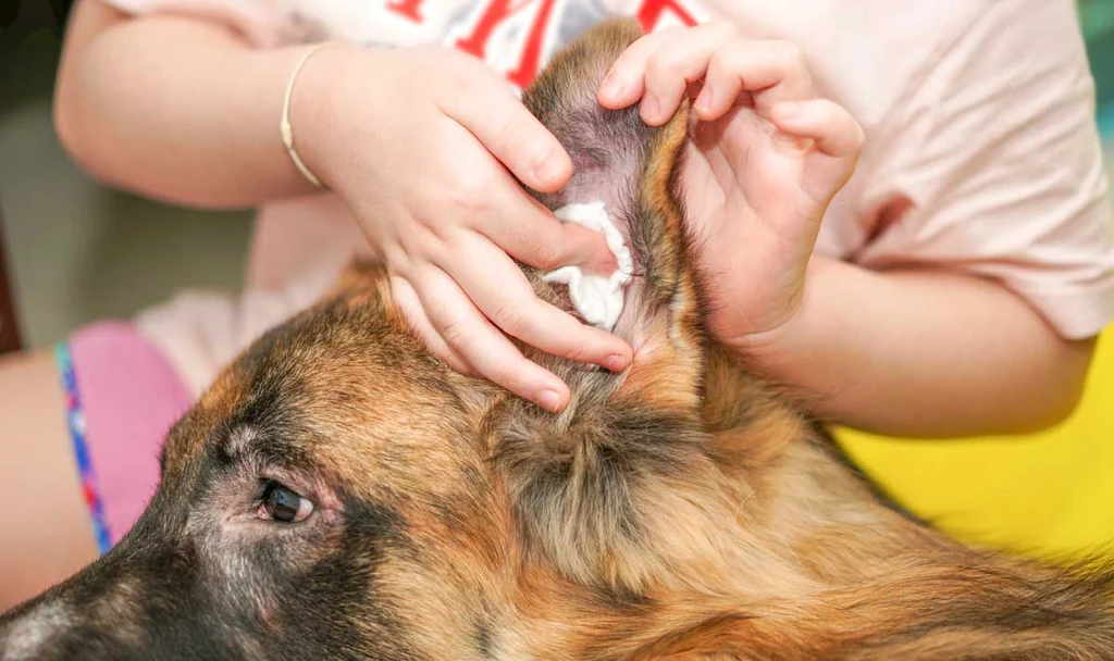 Puppy Ear Care 101