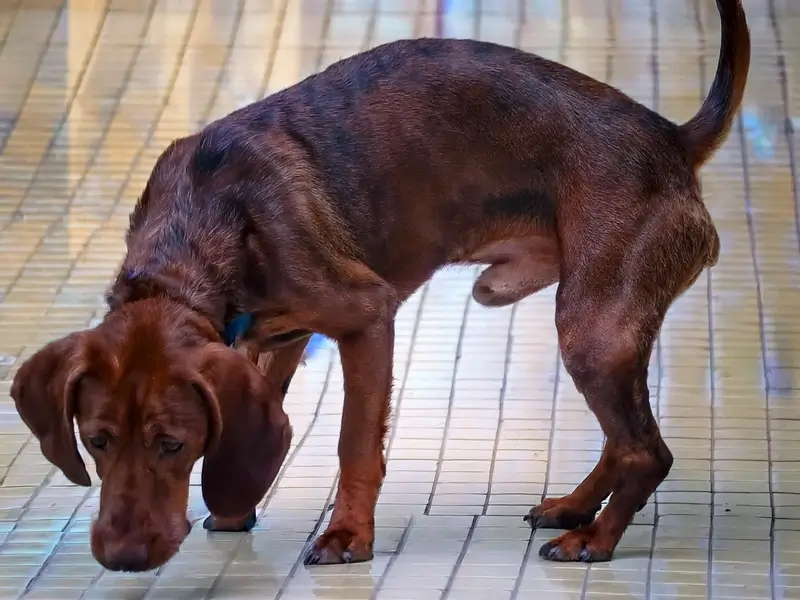 A small mixed-breed puppy standing hunched with a tense belly on a living room rug while an owner watches closely