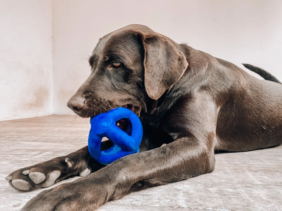 A small puppy chewing on a rubber chew toy on a clean floor, with a few other safe chew toys nearby