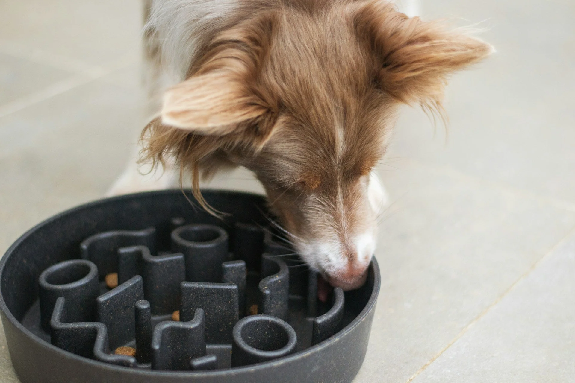 A small puppy eating kibble from a rubber puzzle feeder on a non-slip mat in a quiet kitchen