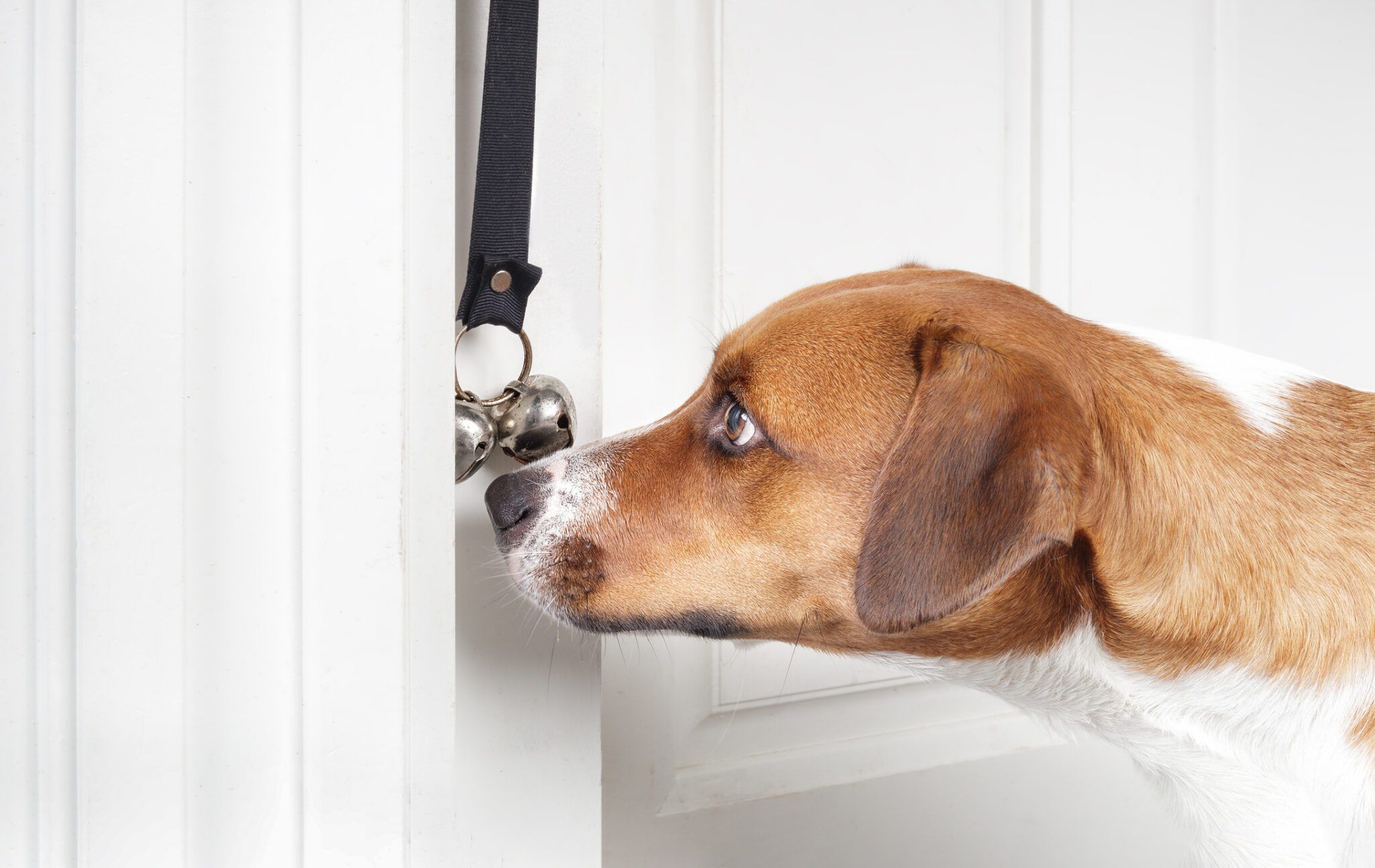A small puppy gently bumping hanging jingle bells with its nose at a back door while wearing a leash, indoor natural light
