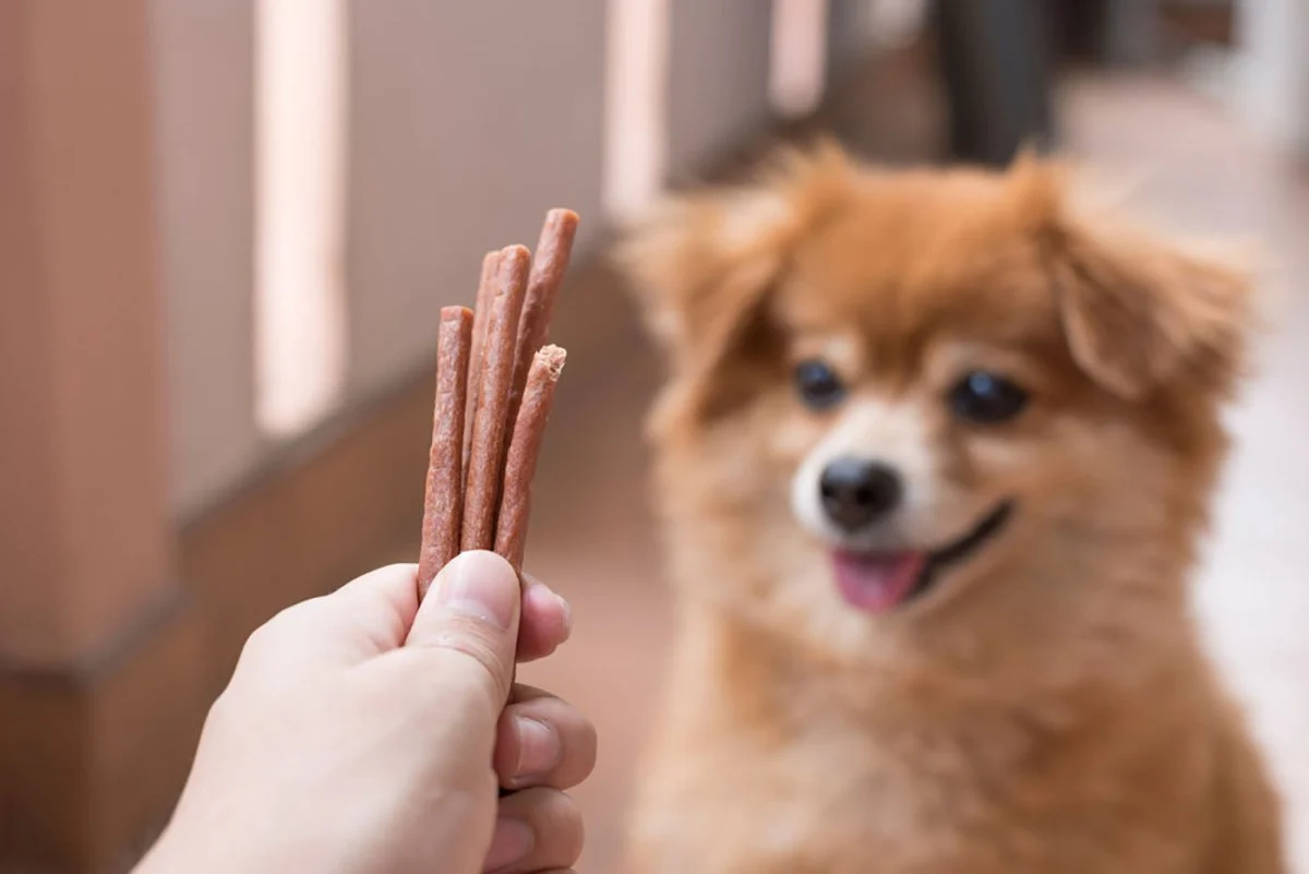 A small puppy gently taking a tiny treat from an owner’s open hand in a calm indoor training moment