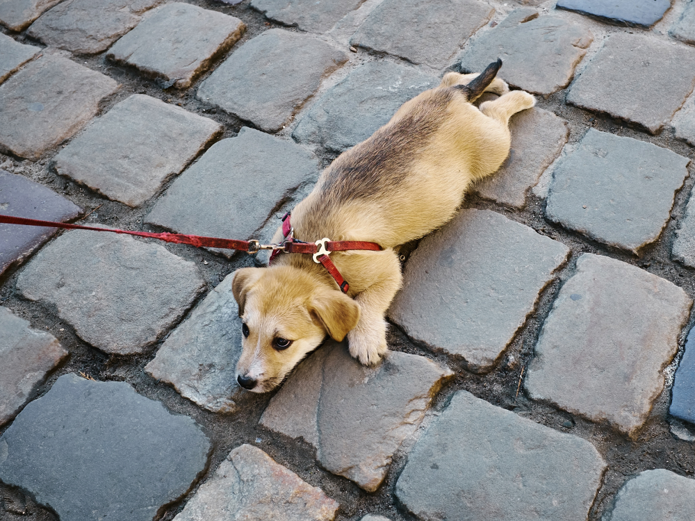 Leash Training Basics: When Your Puppy Refuses to Walk