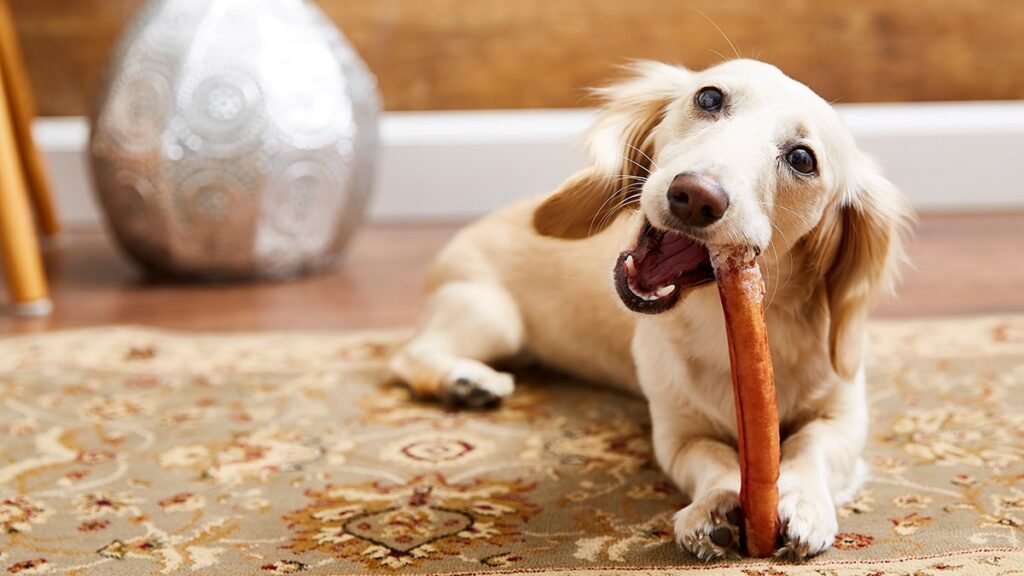 A small puppy lying on a dog bed chewing a bully stick while a person stands a few feet away holding a treat
