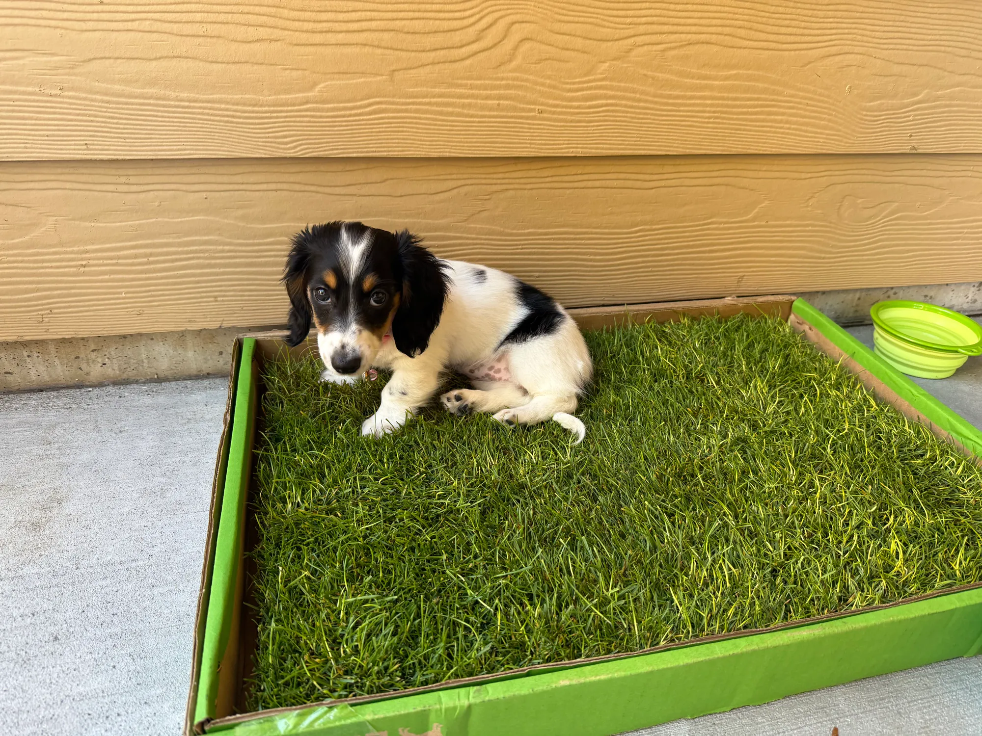 A small puppy on a leash standing on a grassy potty spot while an owner points toward the ground