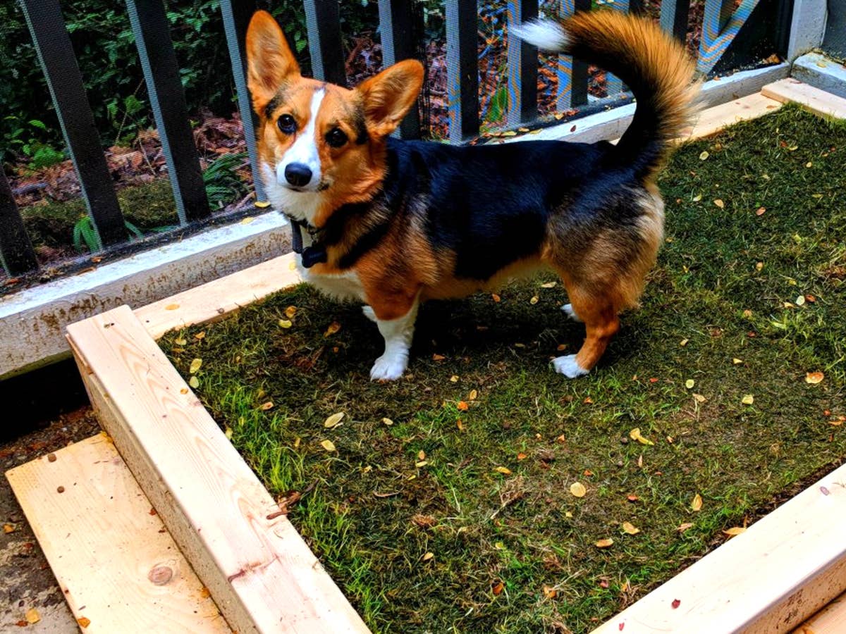 A small puppy on leash stands under a covered patio near a shoveled path leading to a small designated potty patch.