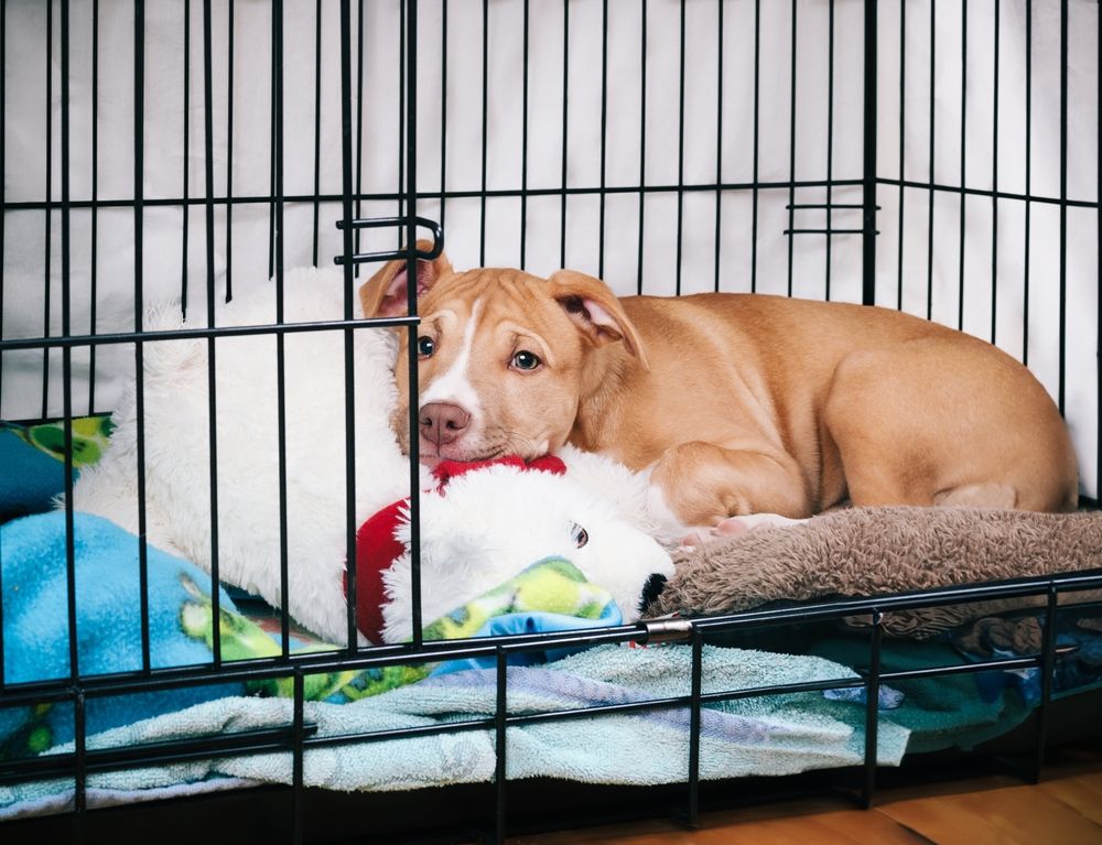A small puppy resting calmly in a wire crate with a blanket and chew toy while the crate door is open in a living room