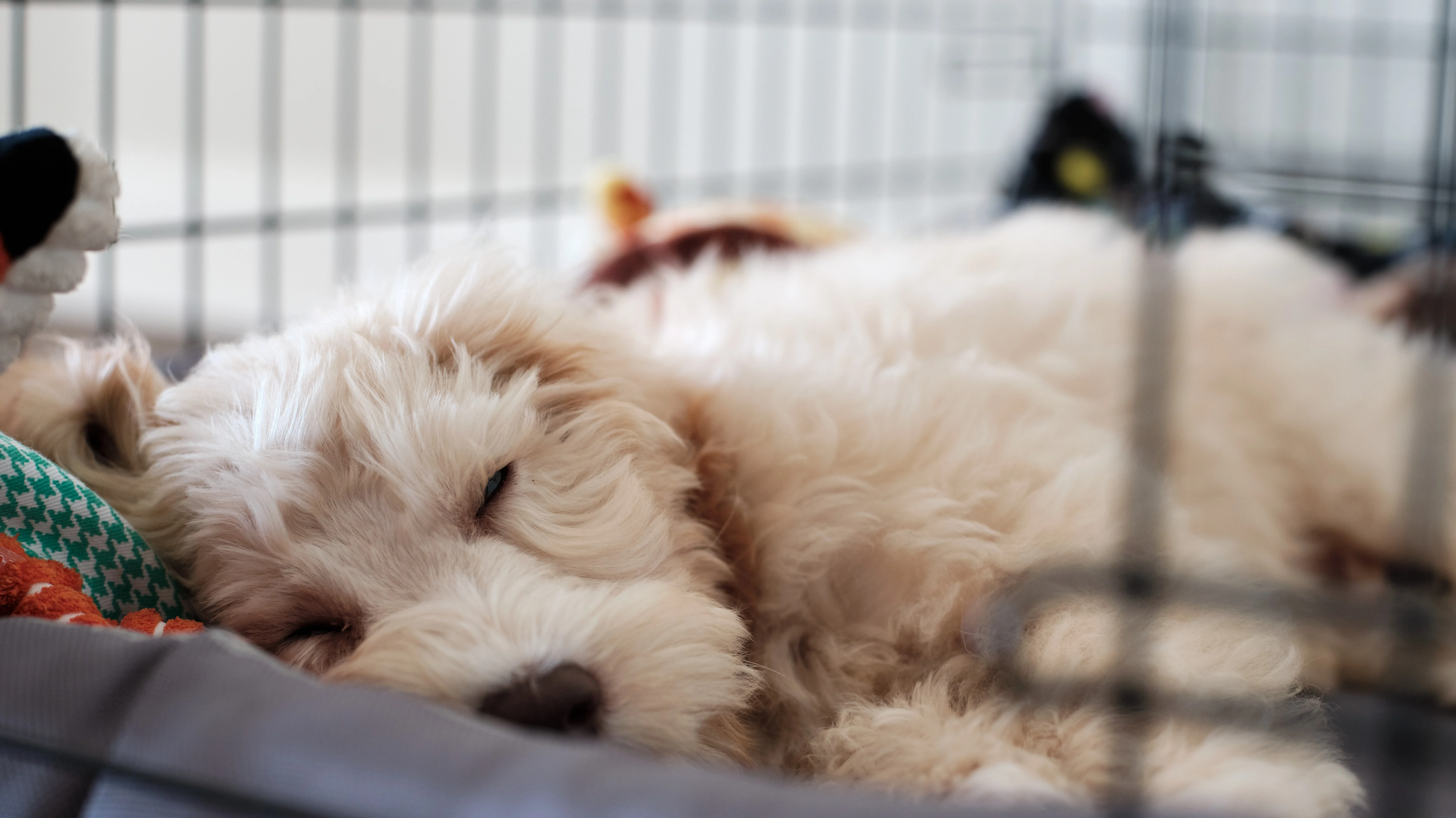 A small puppy sleeping peacefully on a blanket inside an open crate with a chew toy nearby