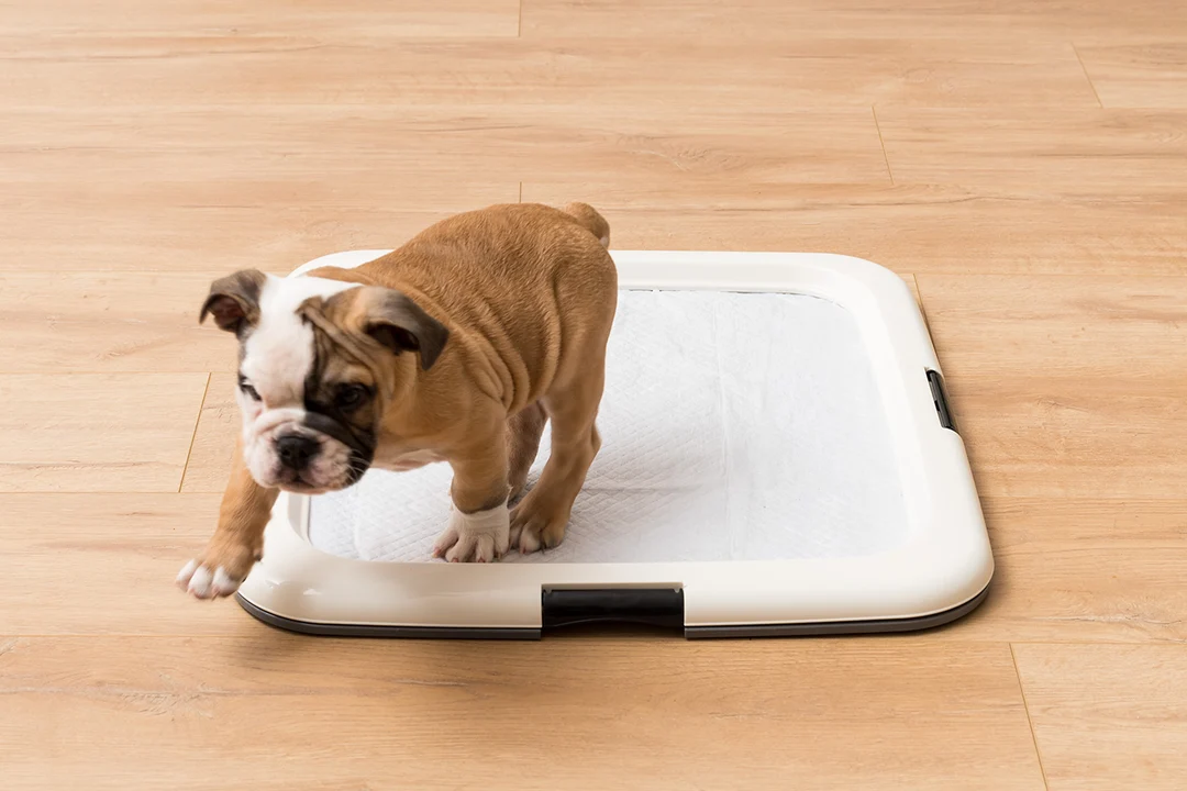 A small puppy standing beside a pee pad secured in a plastic pad holder in a kitchen corner.
