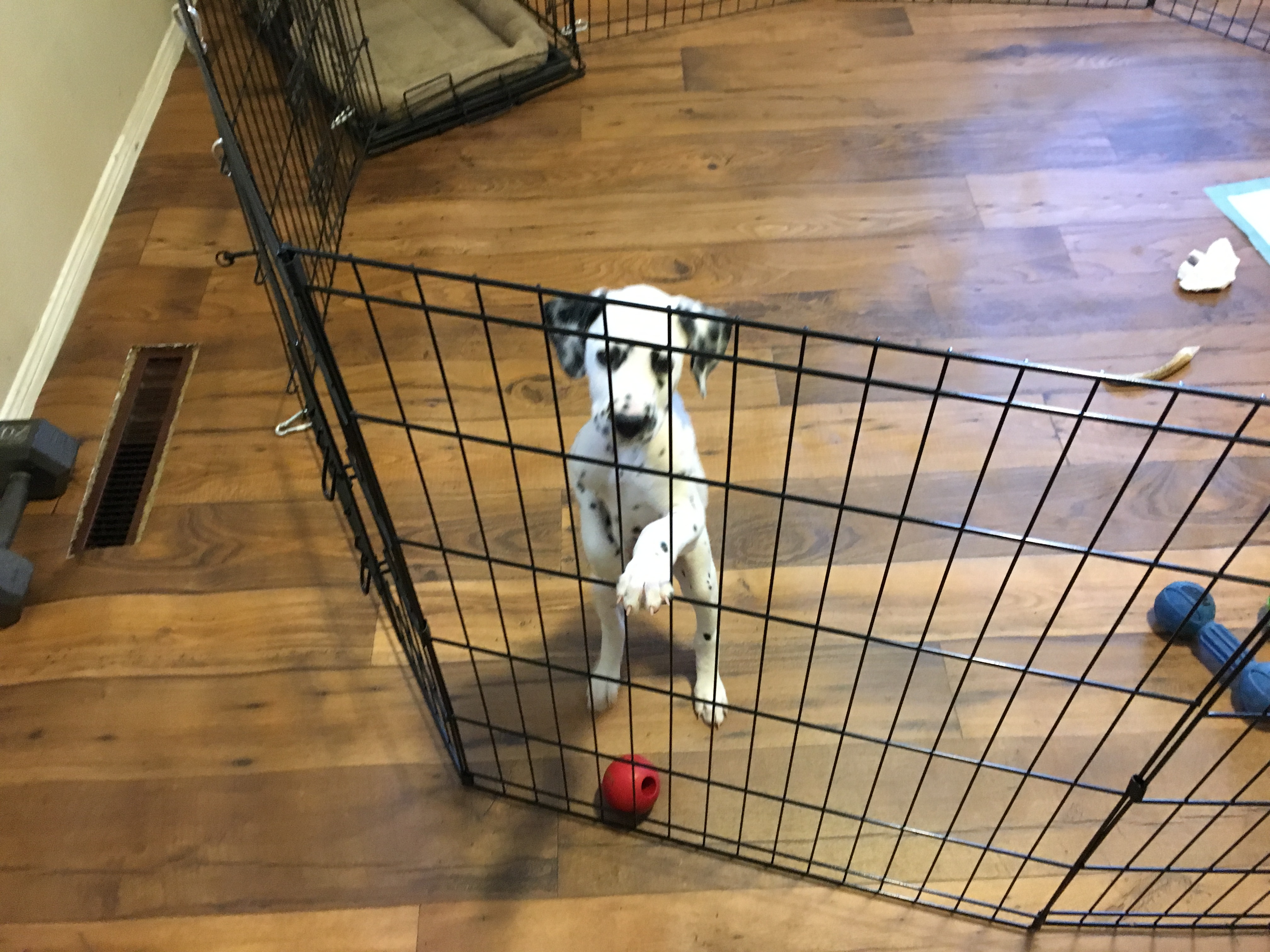 A small puppy standing in an exercise pen connected to an open crate, with a water bowl and a chew toy inside the pen