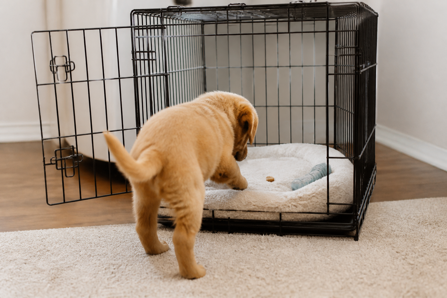 A small puppy standing with front paws inside an open crate while a person nearby holds a treat during a calm training moment
