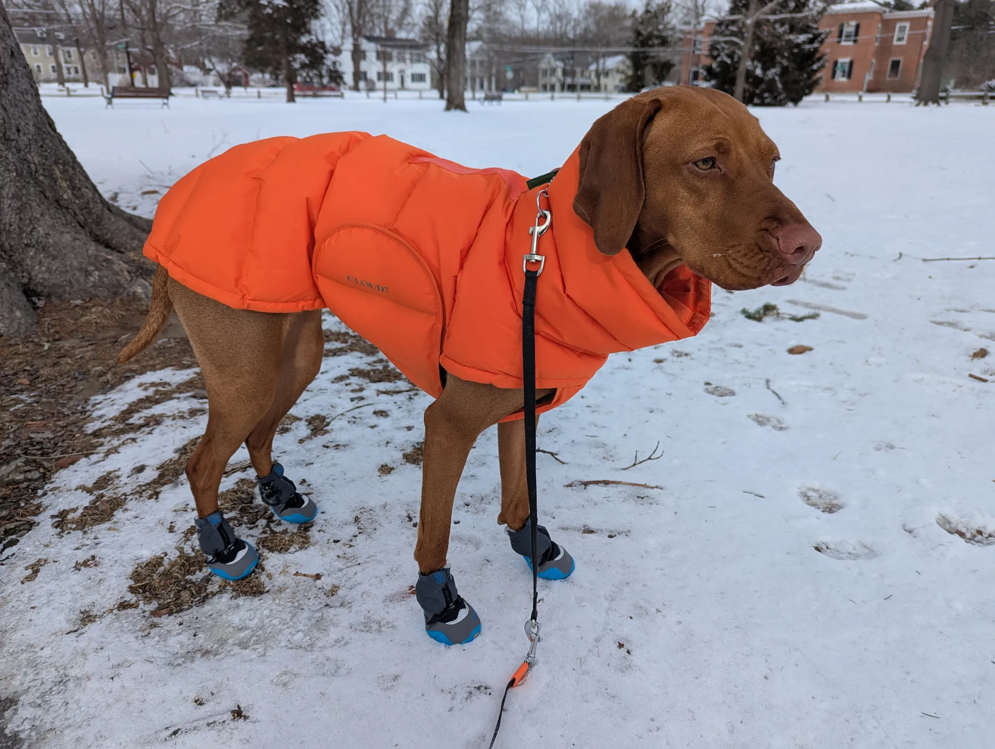 A small puppy wearing winter booties stands on a snowy sidewalk while an owner holds the leash.