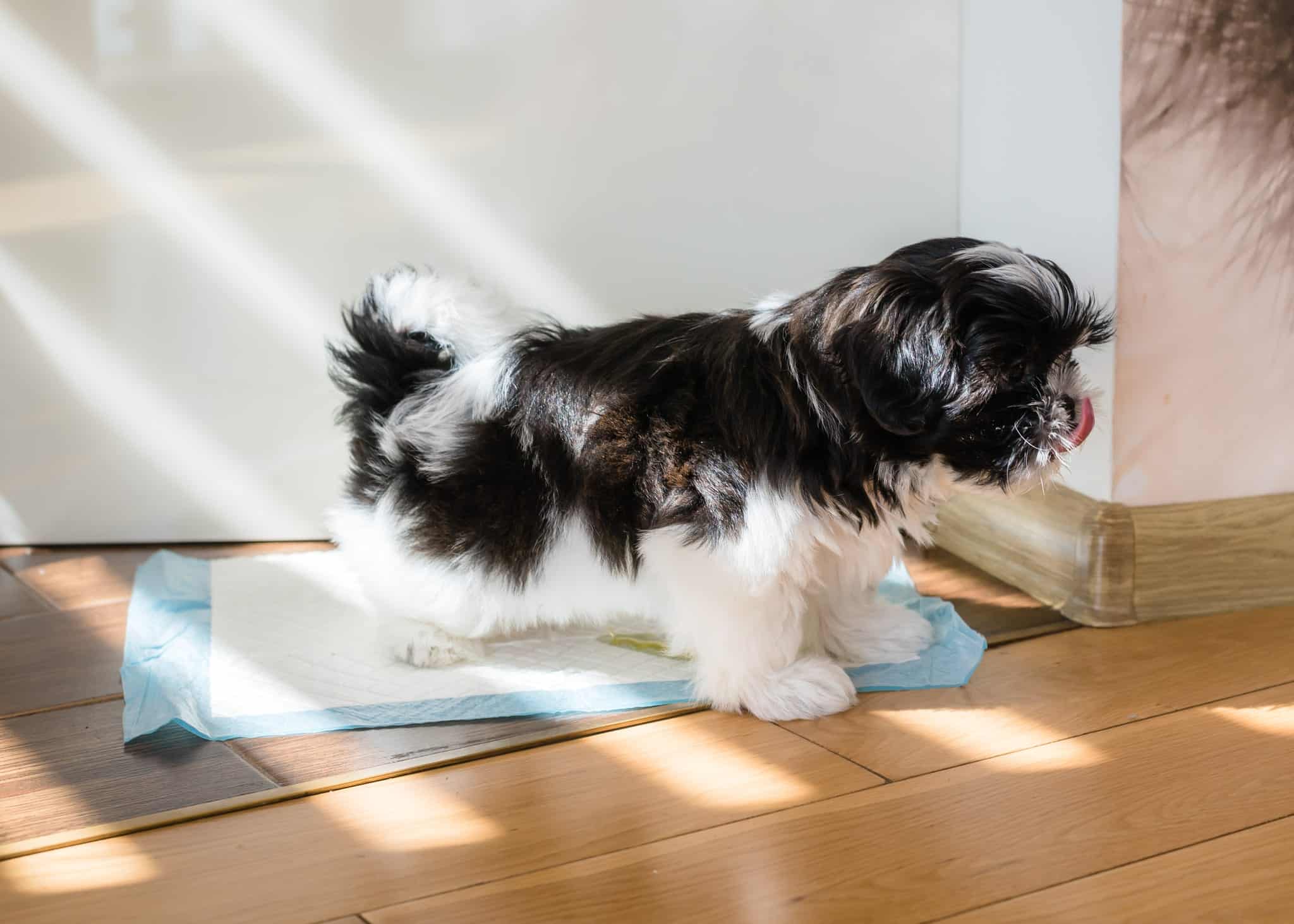 A small set of puppy accident cleaning supplies on a kitchen counter including enzymatic cleaner spray, paper towels, disposable gloves, and a small UV flashlight