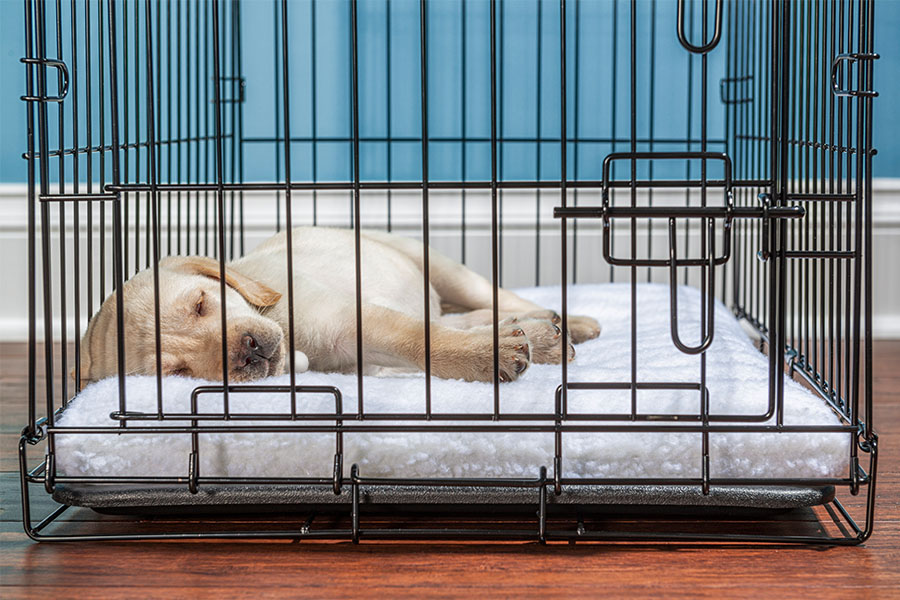 How Much Sleep Does a Puppy Need?