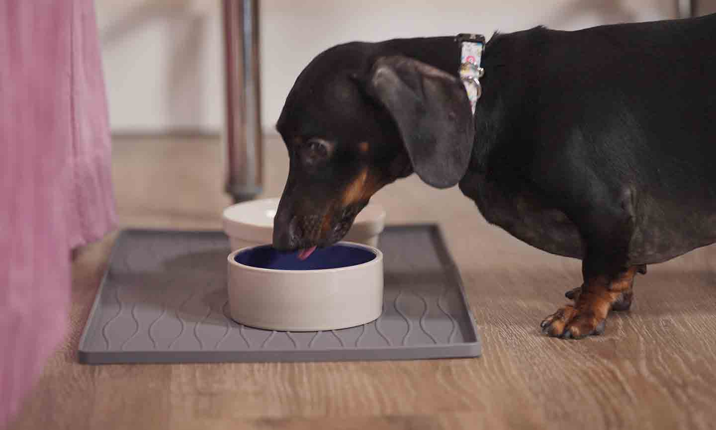 A stainless steel puppy water bowl sitting on a non-slip rubber mat on a kitchen floor, with clean water visible and no mess around it
