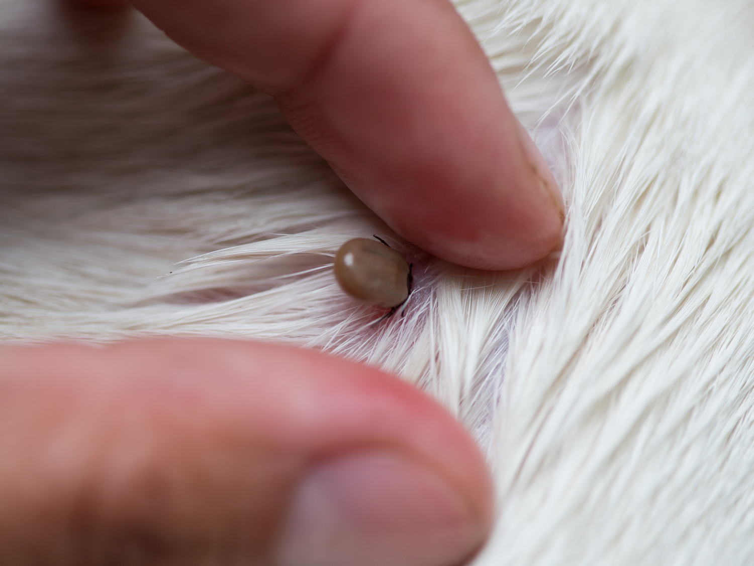 A tick attached to a dog’s fur near the skin, with the tick’s body visible among light-colored hairs