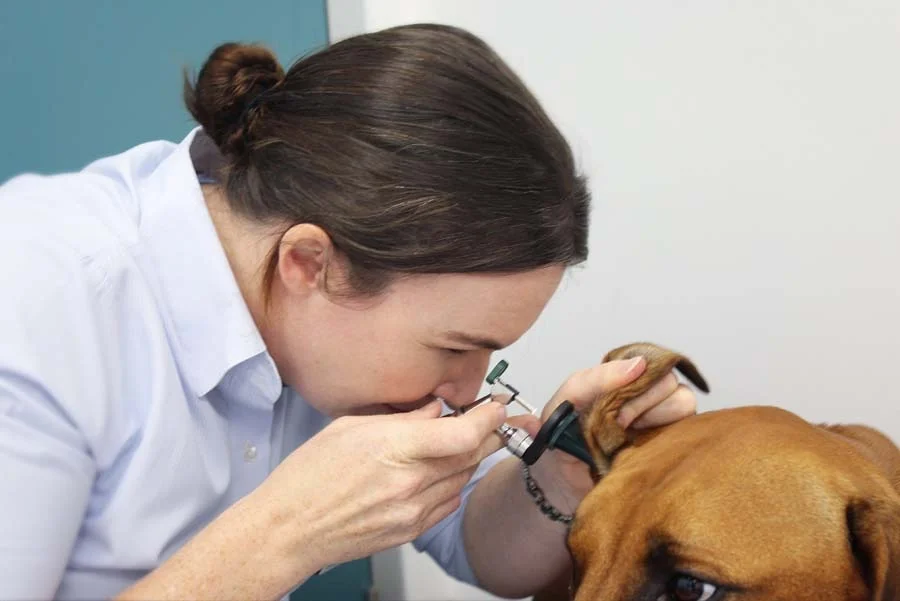 A veterinarian gently lifting a puppy's ear to examine it while the puppy sits calmly on an exam table