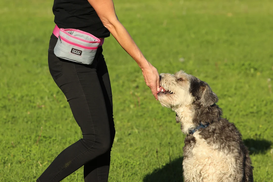A waist-worn dog treat pouch clipped to a belt with a hand reaching in for a small soft treat during a training session