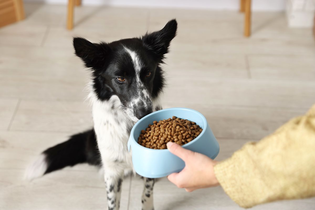 A young Border Collie puppy sitting calmly next to a food bowl, looking up at the owner during mealtime training