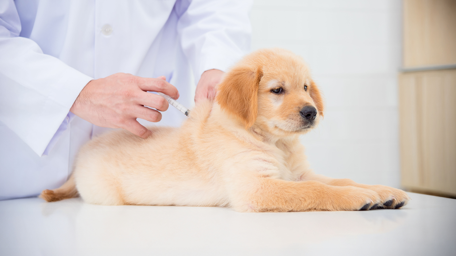 Puppy Vaccination Schedule: Core vs. Non-Core Shots