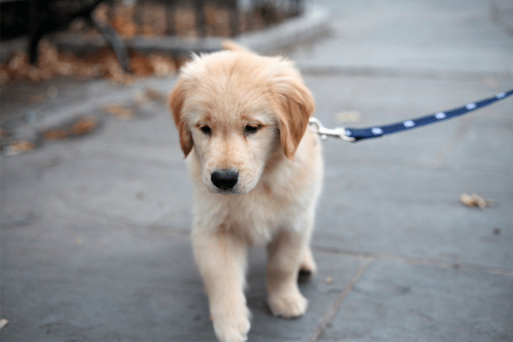 Safe Exercise for Growing Puppies