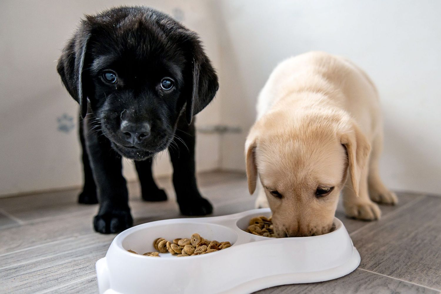 When to Switch from Puppy to Adult Dog Food