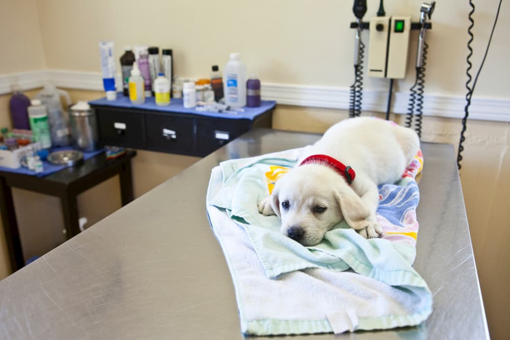 When to Spay or Neuter Your Puppy