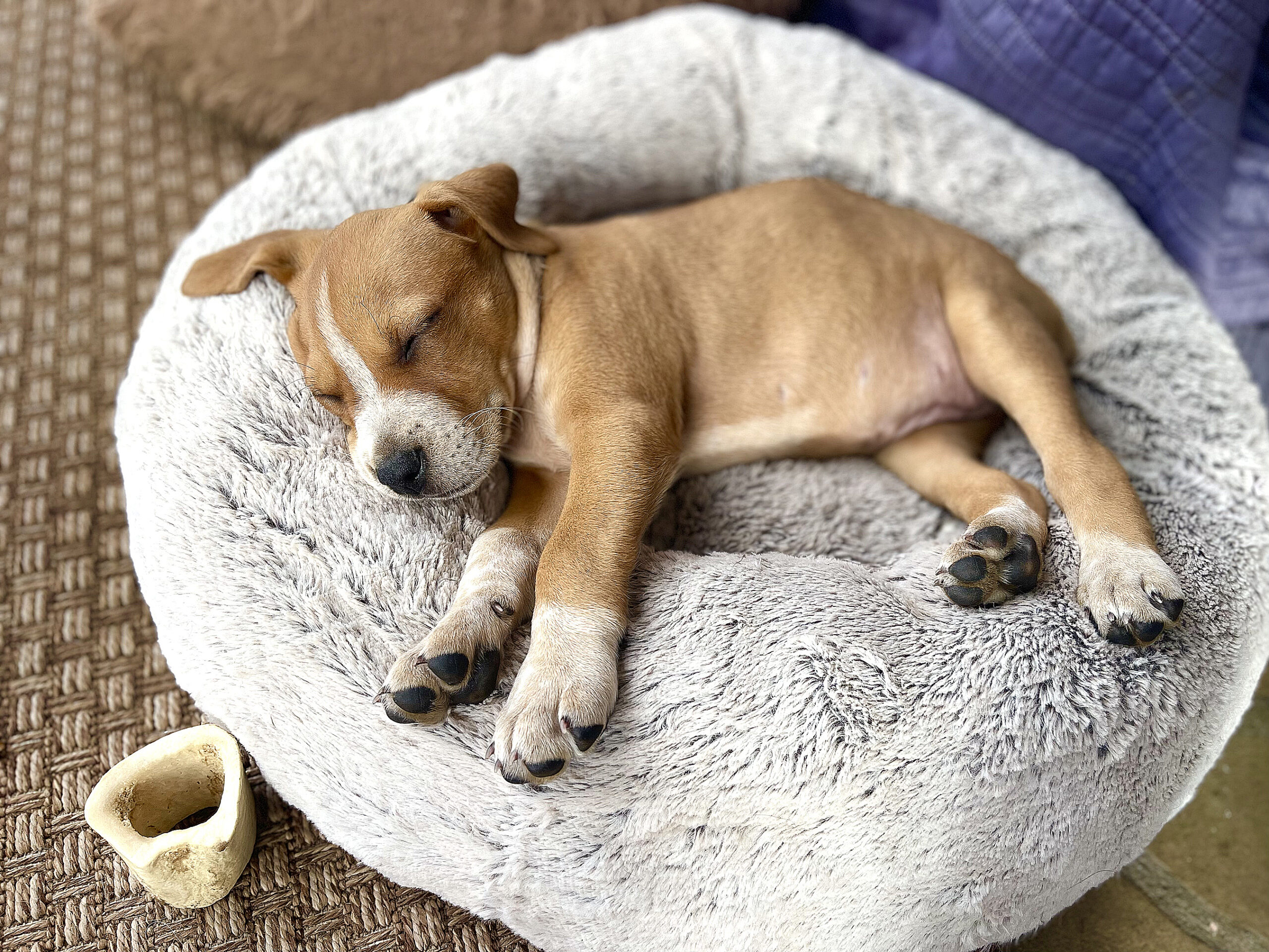 When to Stop Crate Training