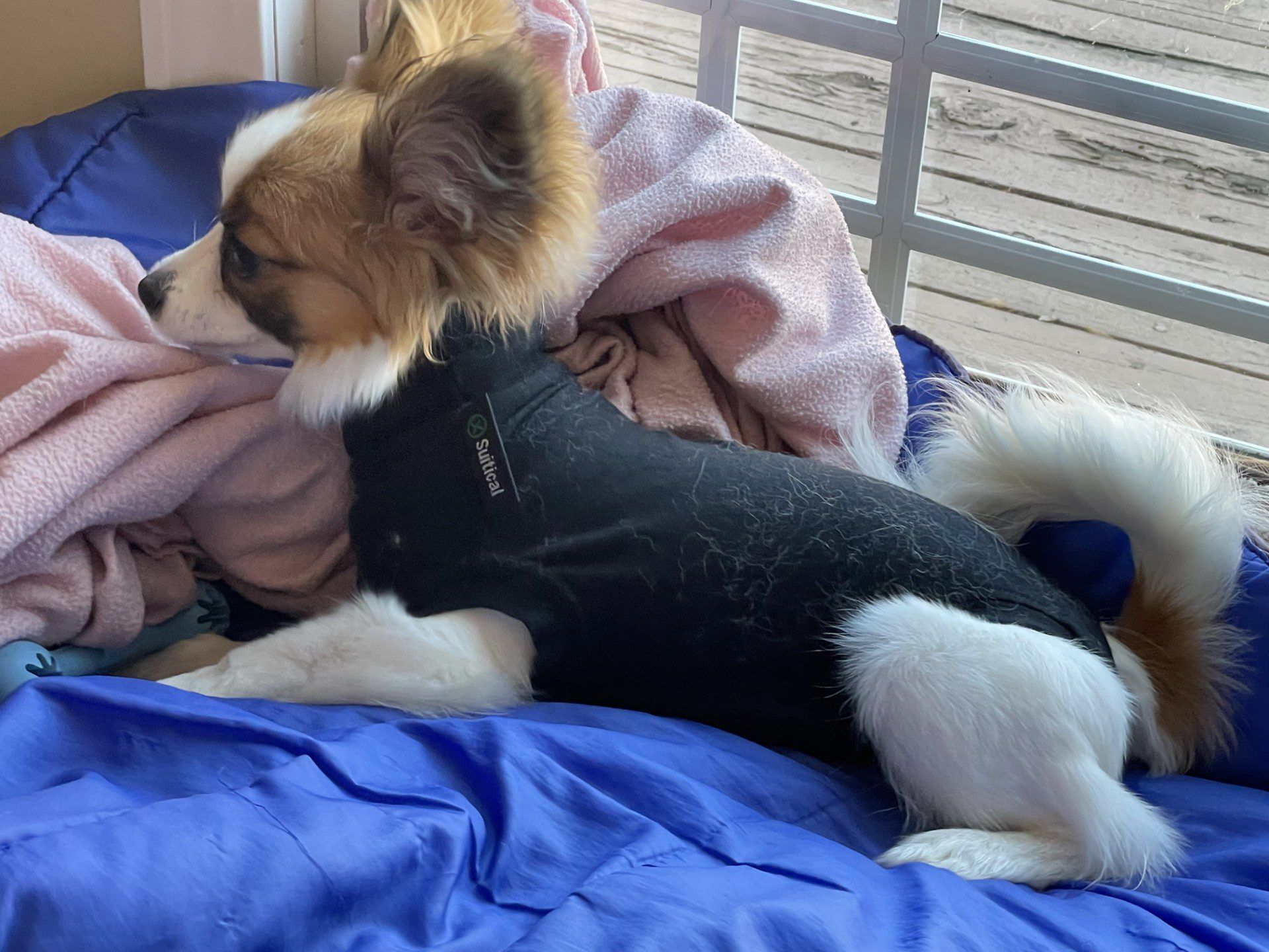 A young dog wearing a soft recovery suit indoors, resting on a dog bed with a calm expression