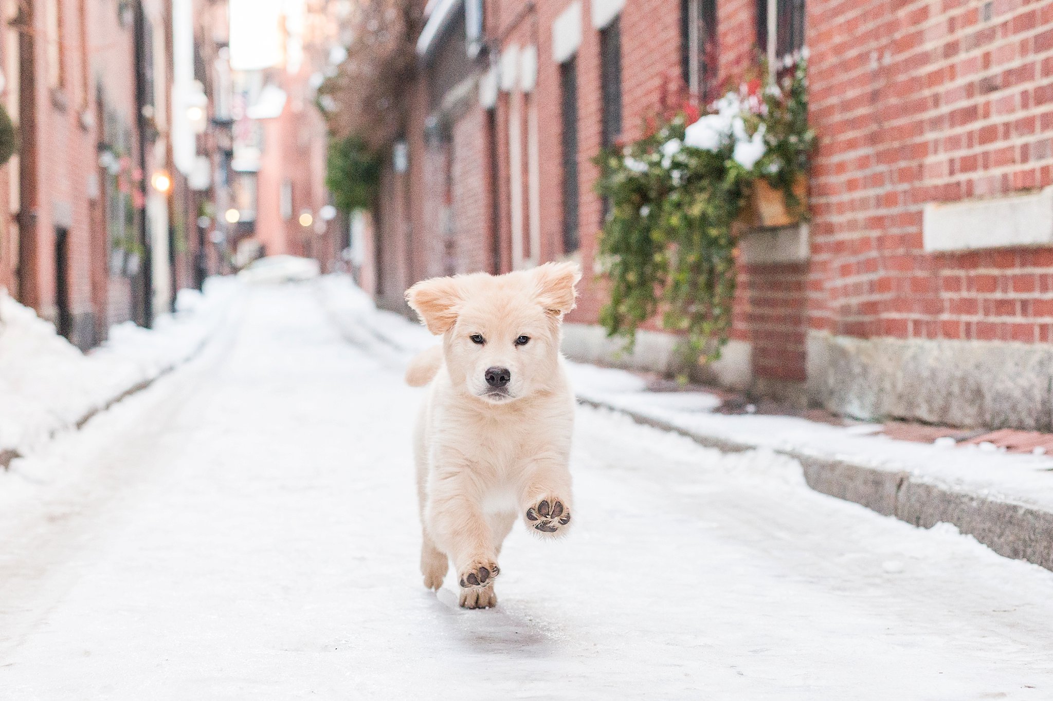 Puppy Socialization Checklist (First 16 Weeks)