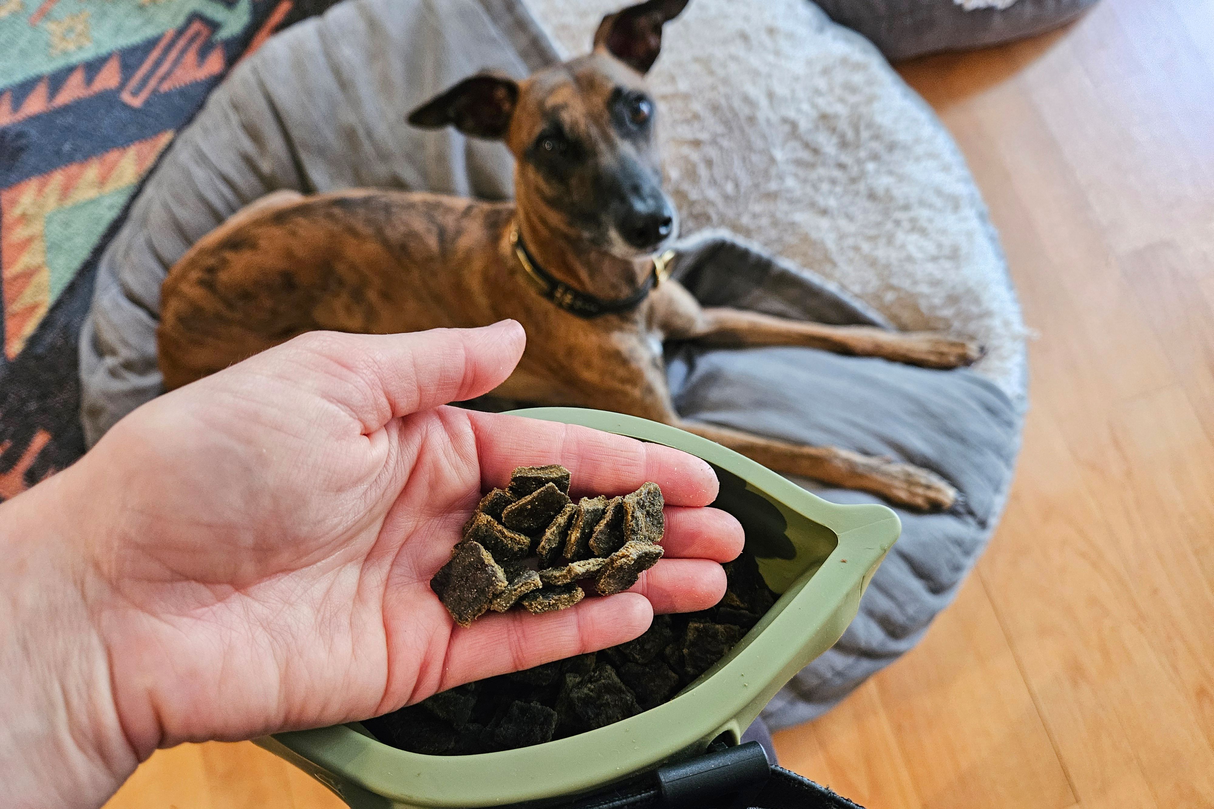 Best Puppy Training Treats (and How Not to Overfeed)