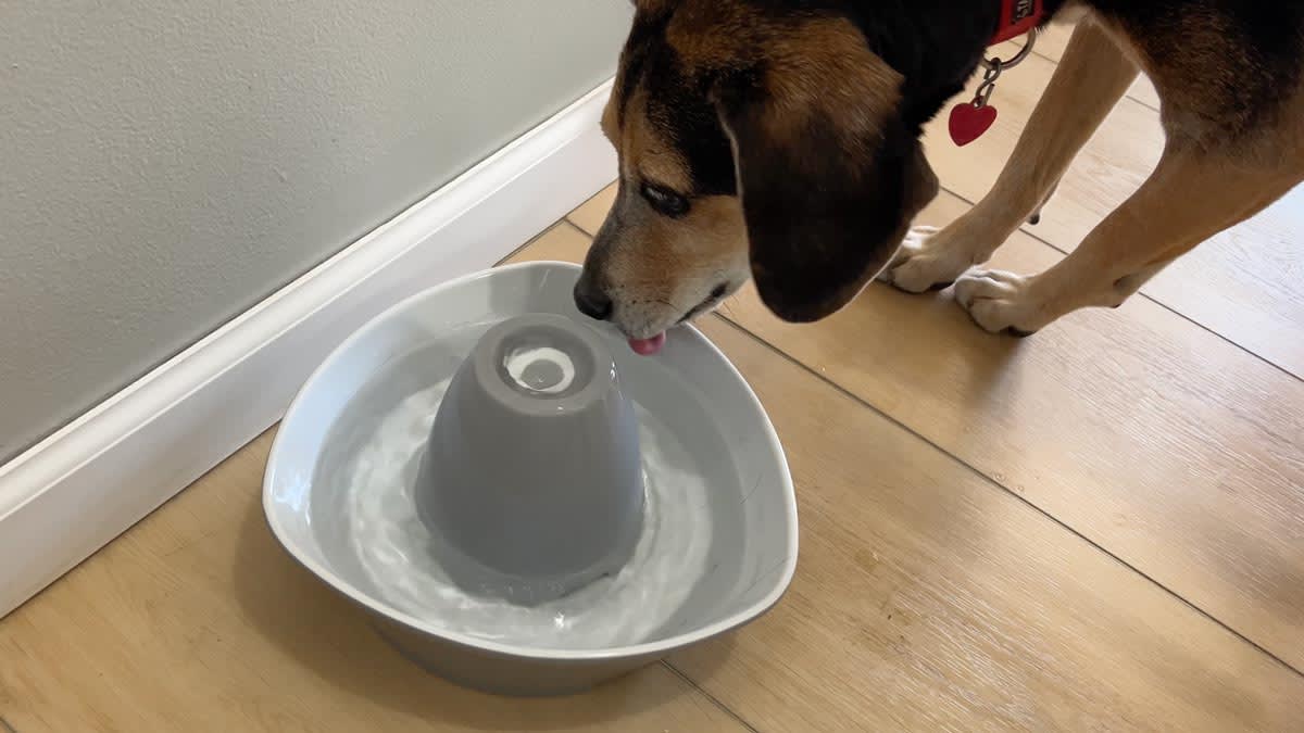 Managing Puppy Water Intake at Night
